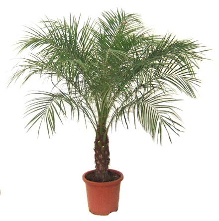 DỊCH VỤ CHO THUÊ CÂY XANH, CÂY CẢNH TẠI QUY NHƠN